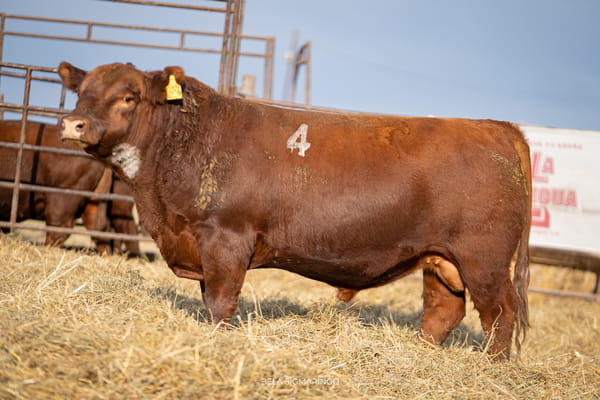 Lote TOROS ANGUS COLORADOS  PC