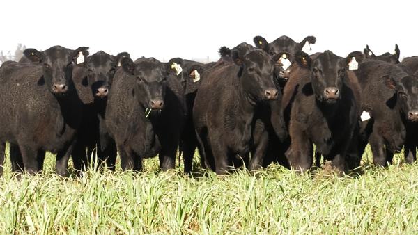 Lote VAQ. ANGUS NEGRAS  MAS C/GTÍA DE PREÑEZ