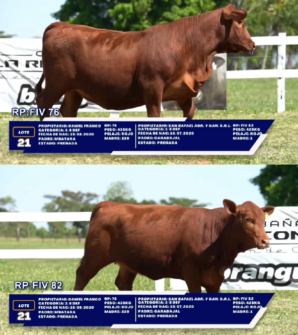 Lote LOTE 21 - DUO