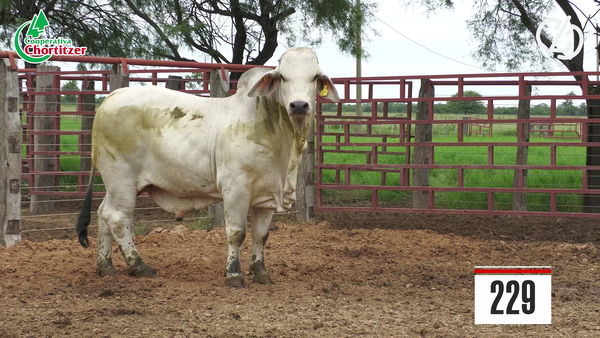 Lote Brahman