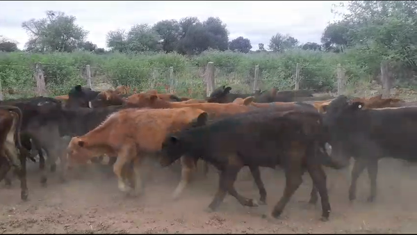 Lote 100 Terneros en Tintina, Santiago del Estero