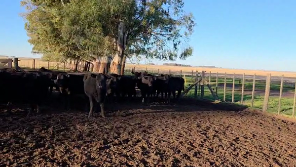 Lote 50 Vaquillonas