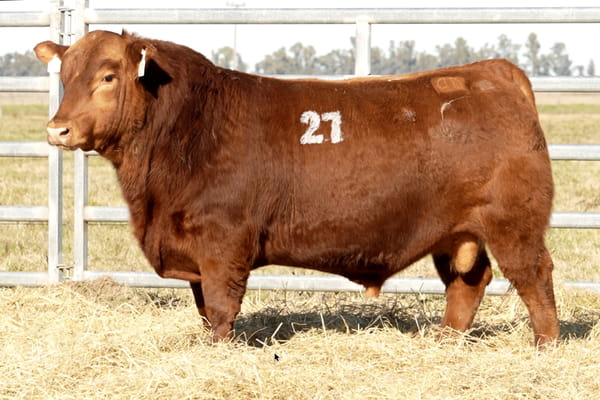27 — TOROS ANGUS PUROS CONTROLADOS