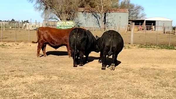 Lote CABAÑA LA MARICEL