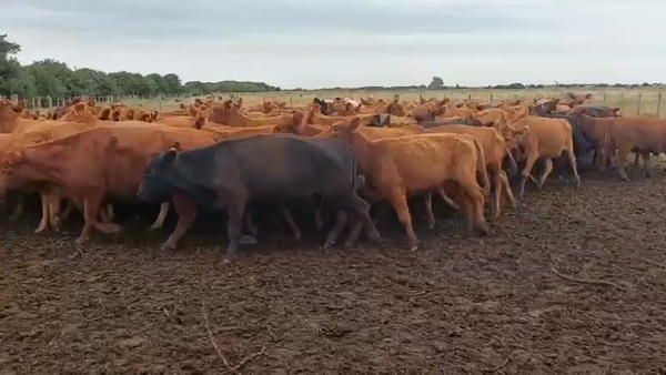 Lote 105 Vaquillonas