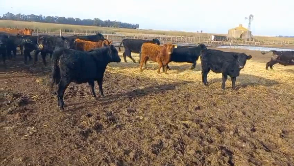 Lote 70 Terneras BOLIVAR