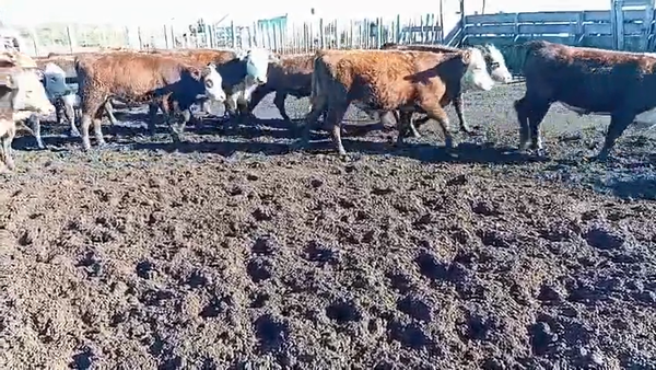 Lote 70 Terneros