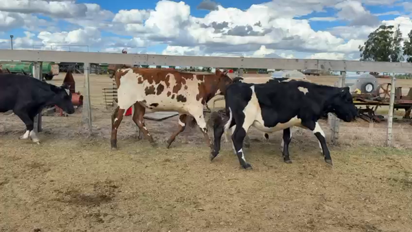 Lote NOVILLOS 1 a 2 AÑOS