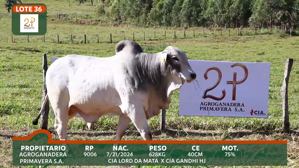 Lote 2P PRIMAVERA