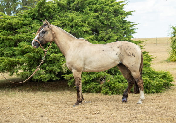 Lote DORMILONA TROPILLERA