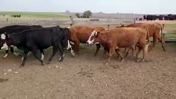 Lote VACAS DE INVERNADA