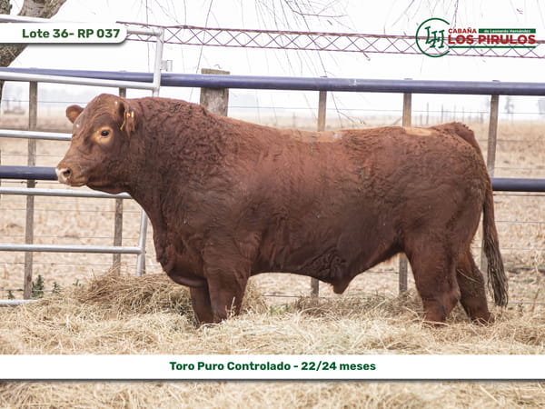 Lote TOROS PUROS CONTROLADOS - 22/24 meses