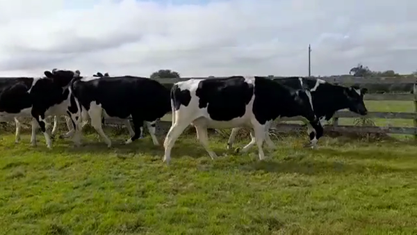 Lote VAQUILLONAS industria