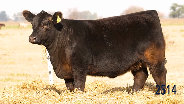 Lote Ternera