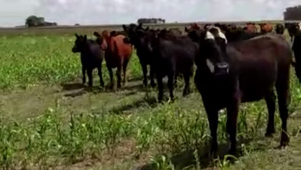 Lote 34 NOVILLITOS Y VAQUILLONAS, DE LA GARMA, BS. AS.