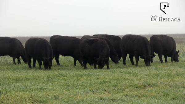 Lote VAQUILLONAS ANGUS MAS - LA BELLACA