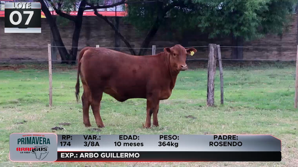 Lote LOTE 7