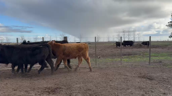 Lote 65 Terneros