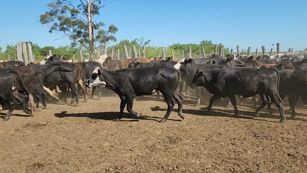 Lote 120 Terneras en Itatí, Corrientes