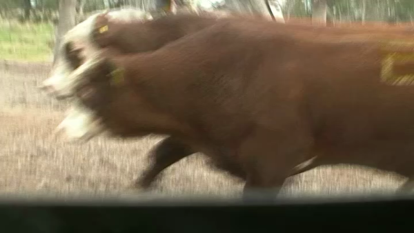 Lote TOROS BRAFORD CABAÑA LA GÜEYA