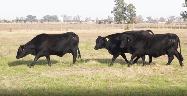 Lote CABAÑA LA RODZINA