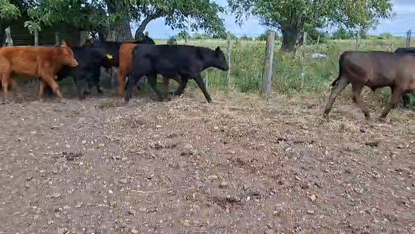 Lote TERNEROS