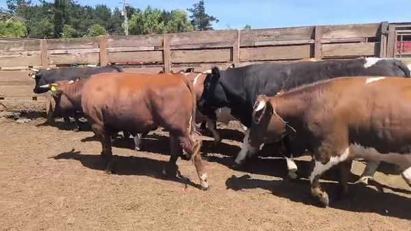 Lote 20 Novillo Gordo en Los Ángeles, VIII Región Biobío