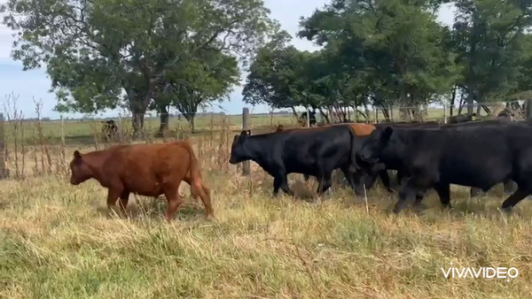 Lote 46 Terneros/as en Navarro, Buenos Aires