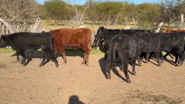 Lote 40 Terneros