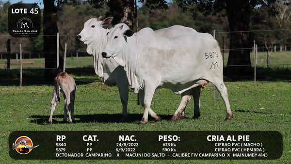 Lote LOTE 45