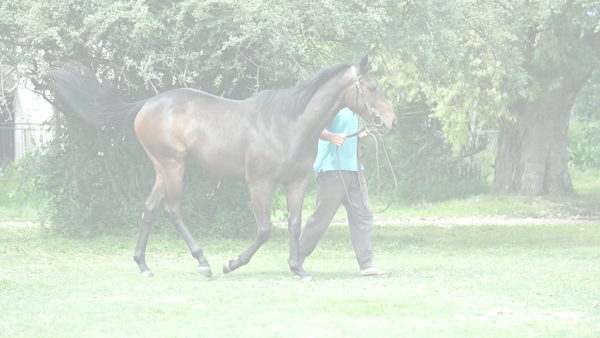 Lote BIFIDA (SAFETY CHECK -  BIOSFERA)