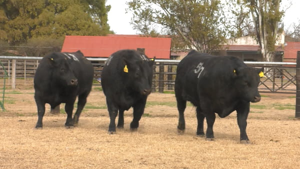Lote TOROS ANGUS PUROS CONTROLADOS