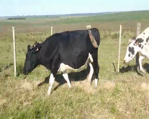 Lote 3 Vaquillonas  HOLANDO 450kg - , San José