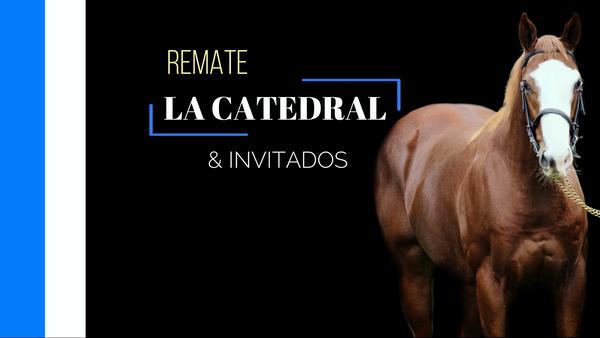 Lote CURIOSA SUBERSIVA (CURIOSO JOHAN - REBELDE SOY)