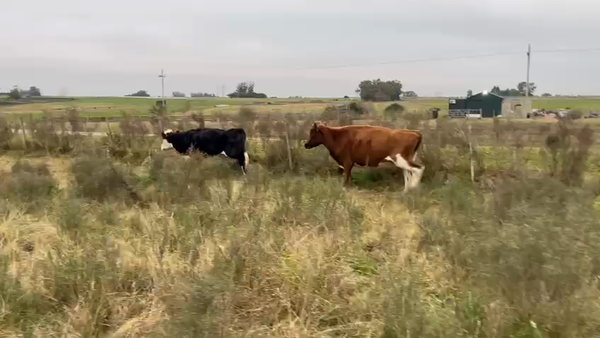 Lote 2 Vacas de Invernada Pampas en Bella Vista
