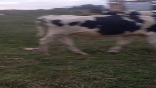 Lote 28 Novillos Holando, Canelones