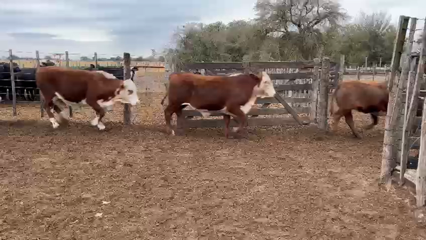 Lote 70 Novillitos Braford en Cañada de Luque, Córdoba