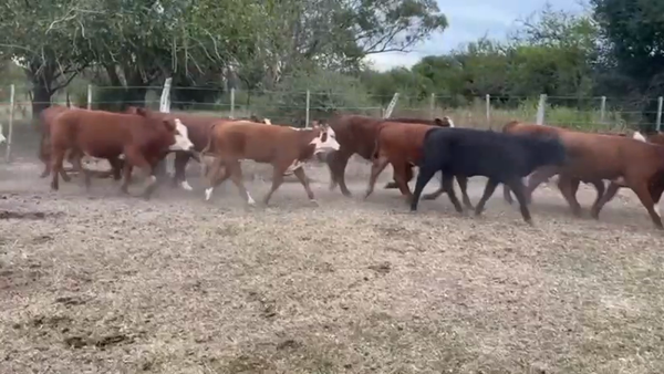 Lote 70 Terneros/as en Federal, Entre Ríos