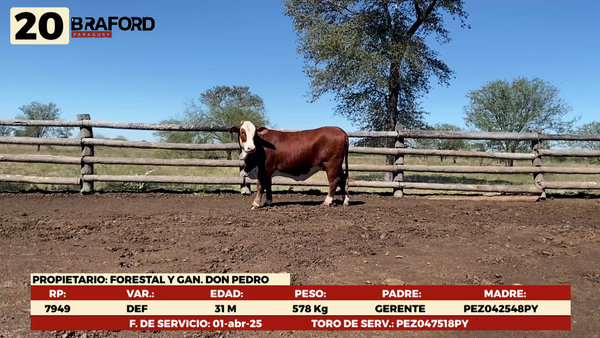 Lote LOTE 20 HEMBRAS DE CAMPO