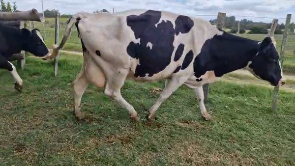 Lote 3 Vaca, San José