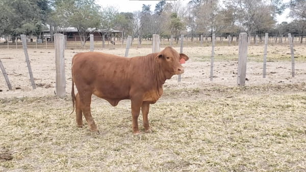 Lote Reproductores Altohondo - Lote 22