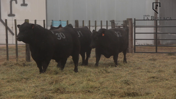 Lote TOROS PUROS CONTROLADOS