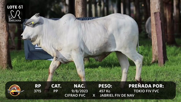 Lote LOTE 61