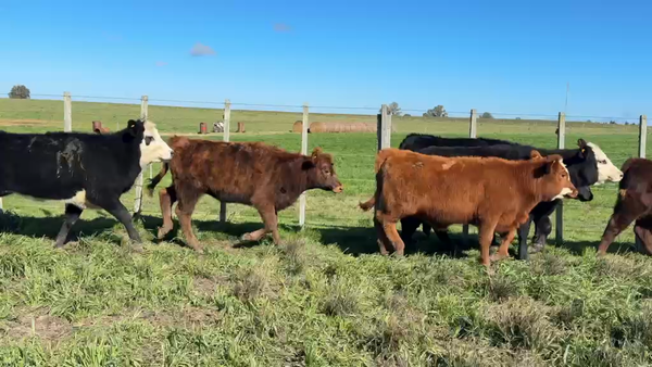 Lote TERNERAS