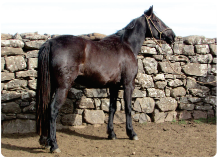 Lote Atorrante Gaitera