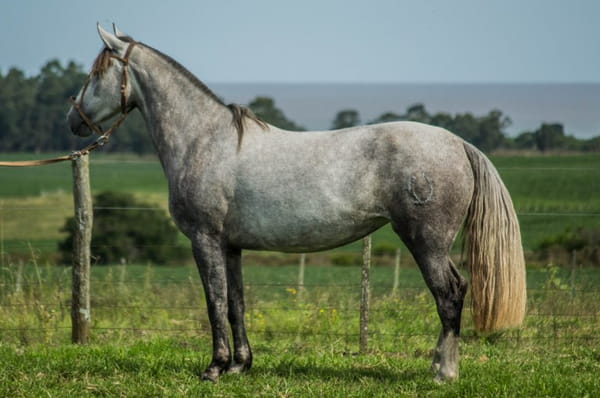 Lote CONSTANCIA PICARA 1630