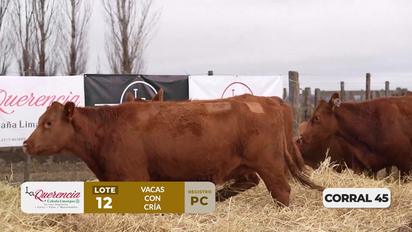 Lote VACAS PC PARIDAS DE PRIMER PARTO