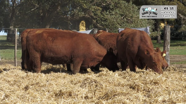 Lote VAQUILLONAS  PC  PARICION PRIMAVERA
