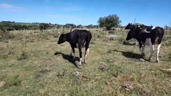 Lote 3 Vaquillonas Proximas 520kg - , San José