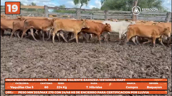 Lote LOTE 19